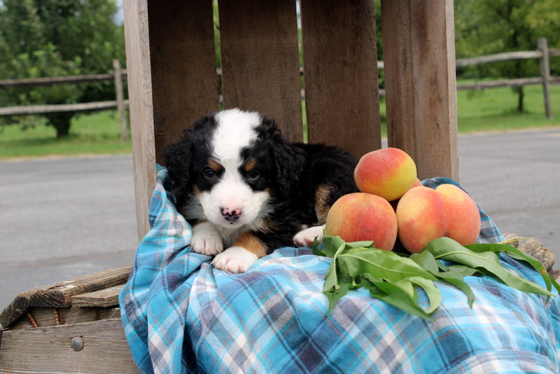 puppy, for, sale, Mini Bernedoodle F2, Matthew B. Stoltzfus, dog, breeder, Gap, PA, dog-breeder, puppy-for-sale, forsale, nearby, find, puppyfind, locator, puppylocator, aca